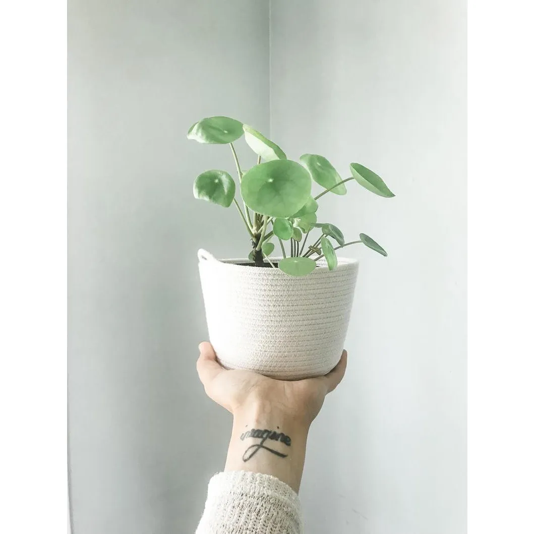 Little Love Home, Rope 4" Planter
