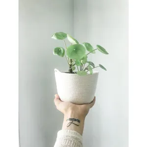 Little Love Home, Rope 4" Planter