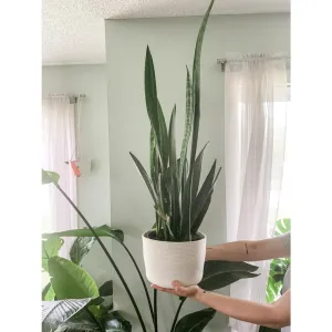 Little Love Home, Rope 8" Planter